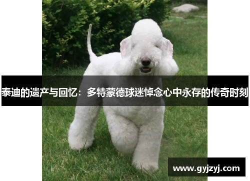 泰迪的遗产与回忆:多特蒙德球迷悼念心中永存的传奇时刻 泰迪的遗产与回忆:多特蒙德球迷悼念心中永存的传奇时刻